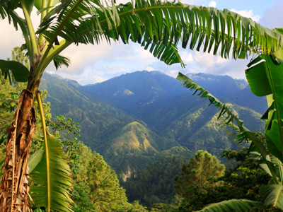 jamaica blue mountain